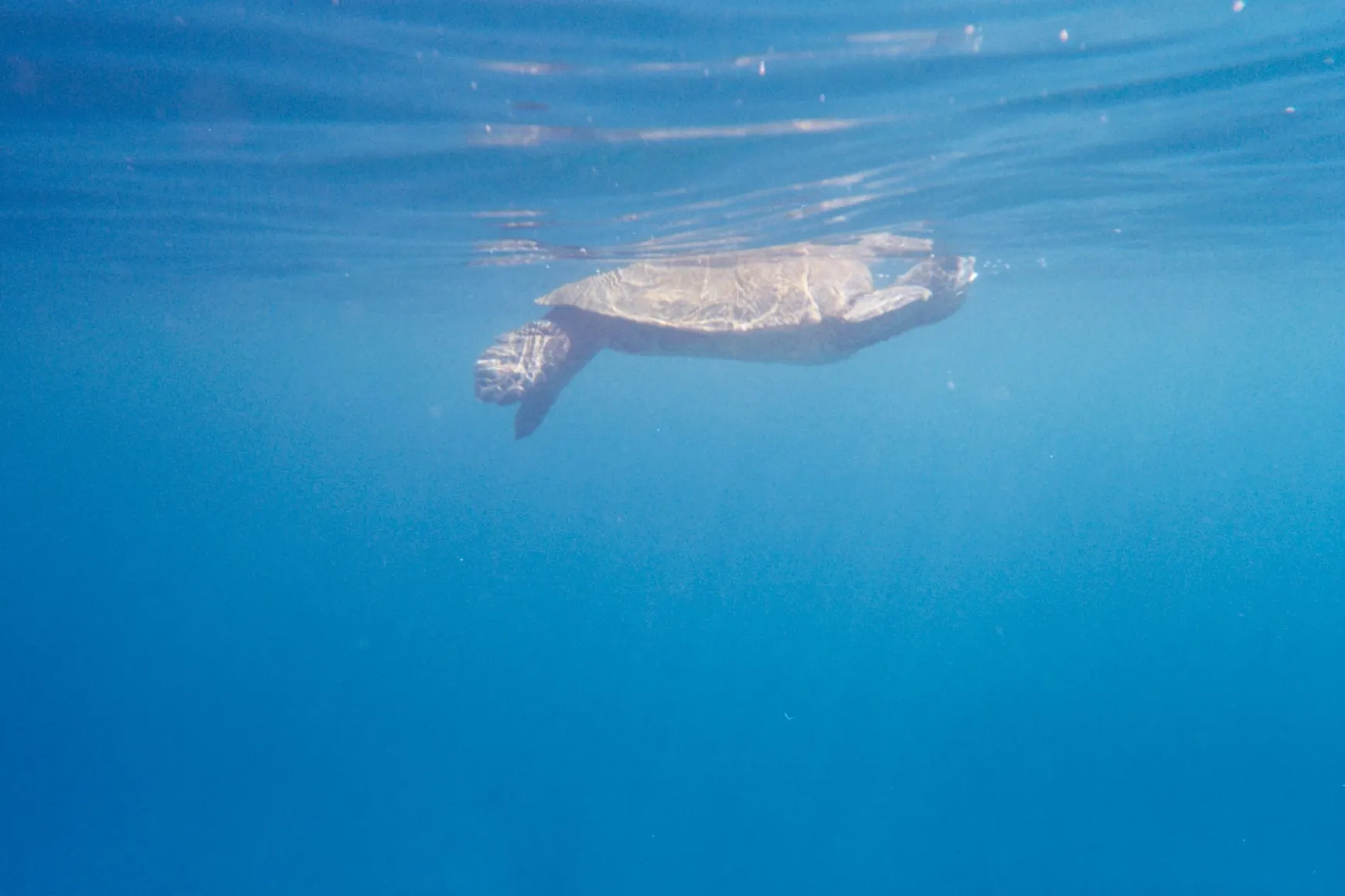 Lomography Simple Use>Analogue Aqua Reloadable Camera & Underwater Case Color Negative 400