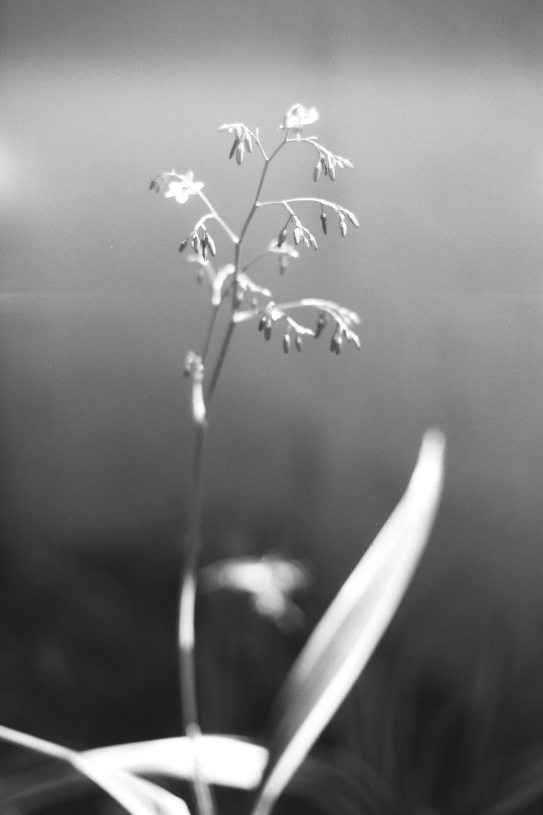 Lomography Kino B&W Family | Low Iso>Babylon Kino B&W 35 mm ISO 13