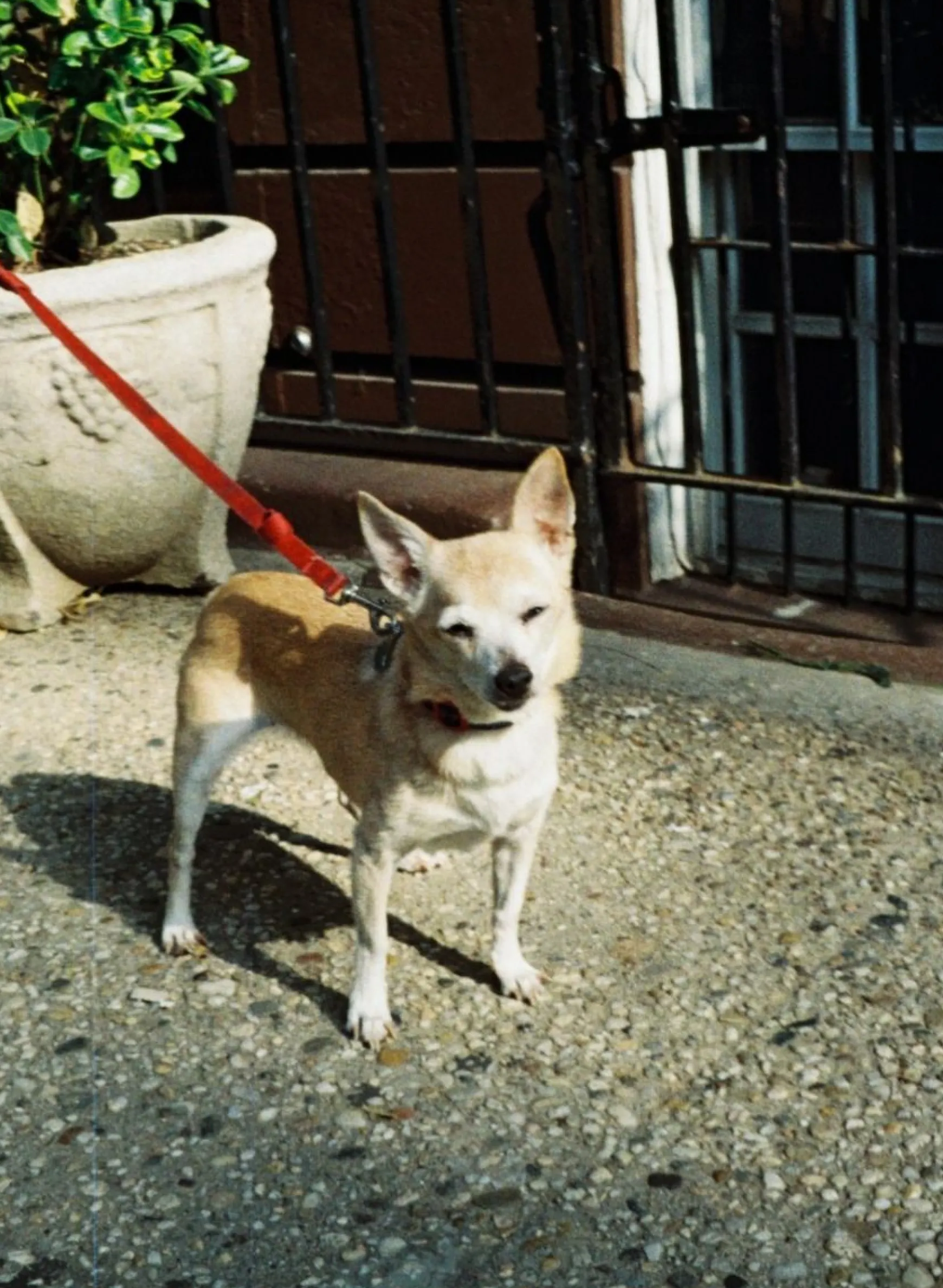 Lomography 110 Film | Lomomatic 110>Color Tiger 110 ISO 200 – Pack of 3